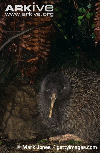 Illustration for article titled Flightless Friday - Apteryx rowi Edition
